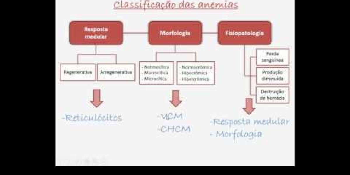 Entenda o Custo do Ecocardiograma em Animais e Seus Benefícios para a Saúde do Seu Pet